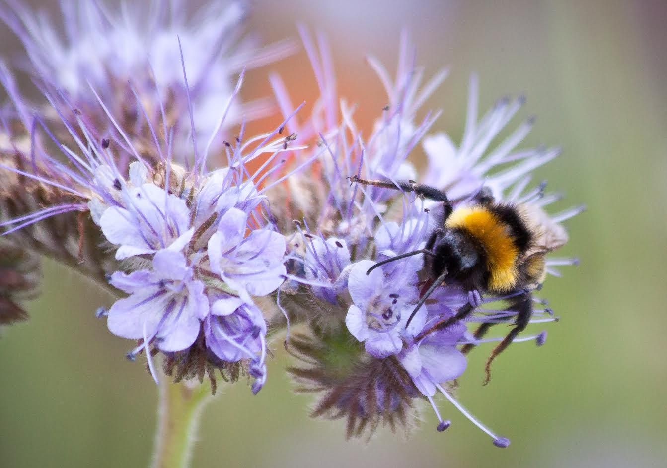 Bee on Phacealia
