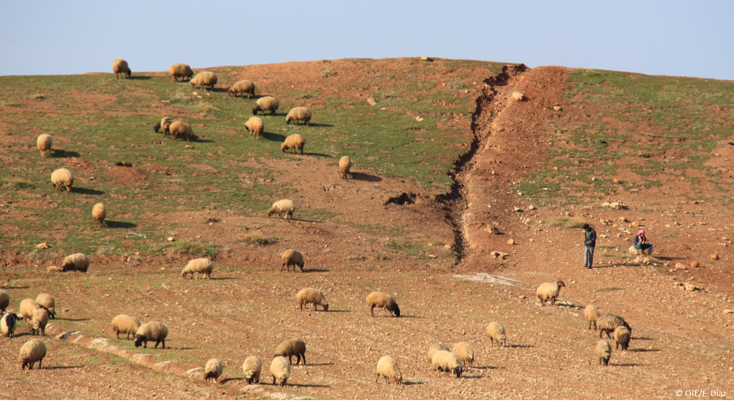 Plan launched to eradicate destructive sheep plague causing 'major losses' to world's poorest Plan launched to eradicate destructive sheep plague causing 'major losses' to world's poorest