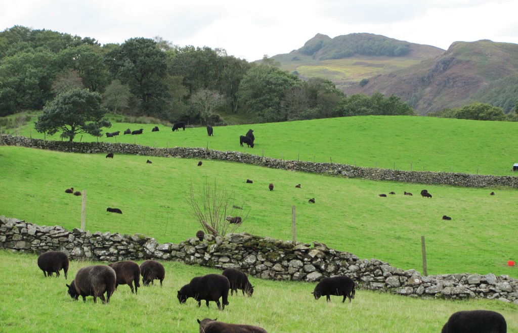 New rules for agricultural holding identifiers (CPH) and livestock movements New rules for agricultural holding identifiers (CPH) and livestock movements