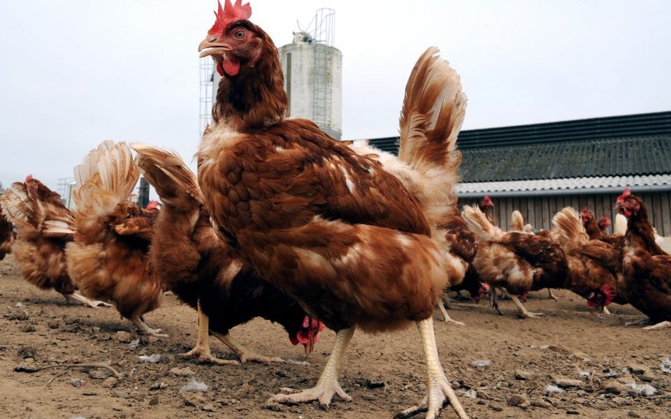France raises bird flu risk to moderate and introduces new biosecurity measures France raises bird flu risk to moderate and introduces new biosecurity measures