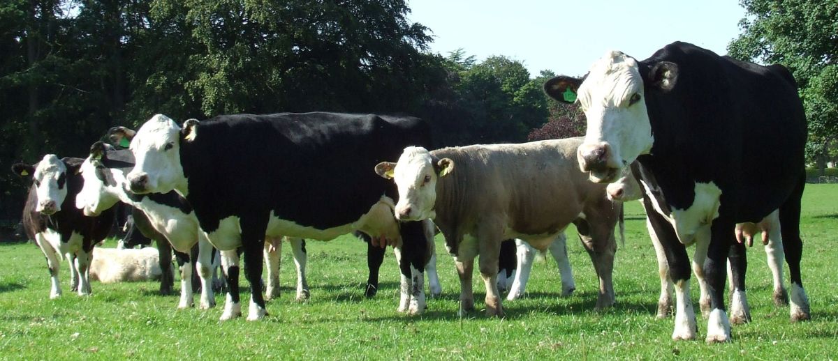 Bovine Viral Diarrhoea (BVD) is a highly contagious viral disease of cattle