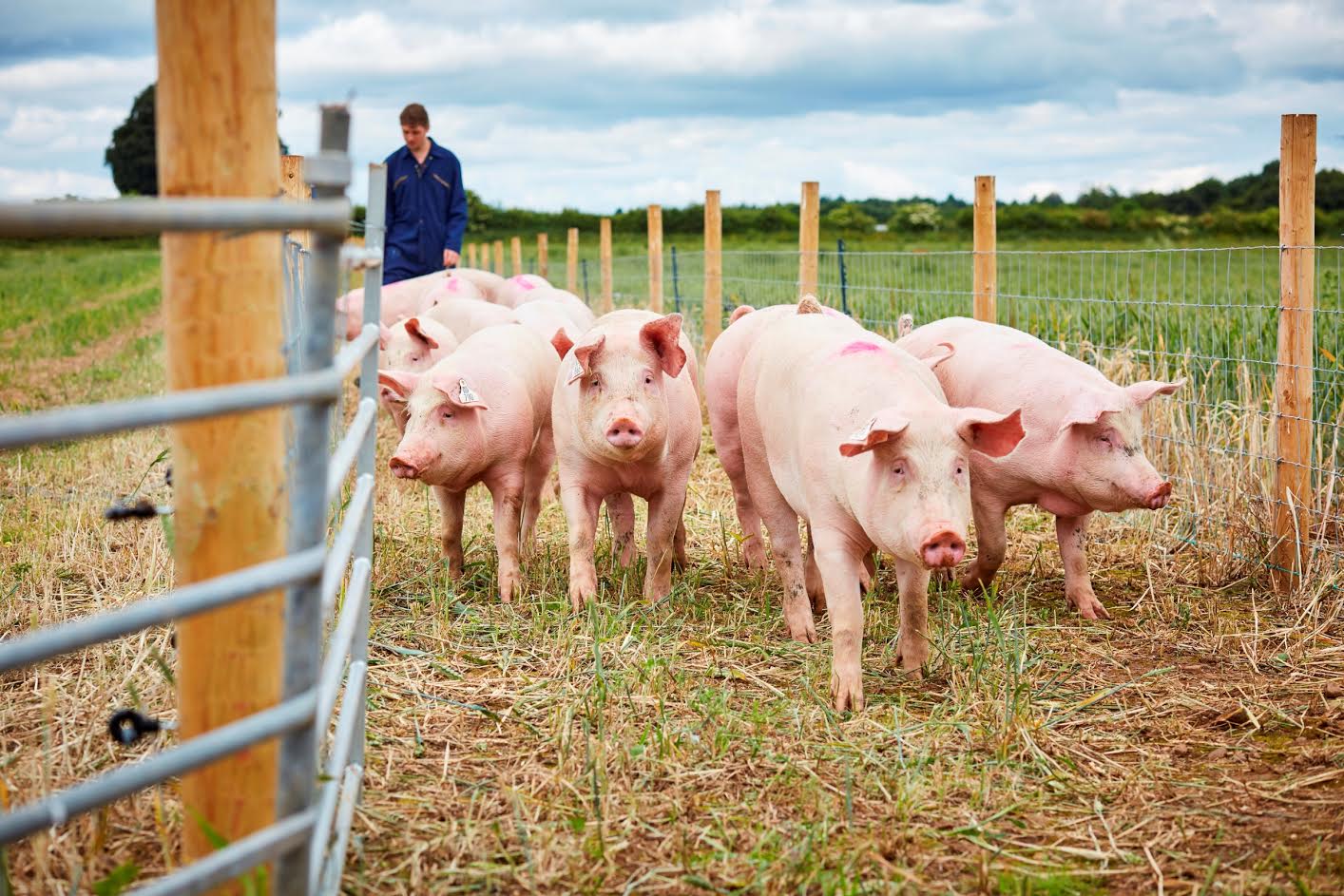 Yorkshire to be top place in Europe for pig research thanks to multi-million  pound investment - FarmingUK News