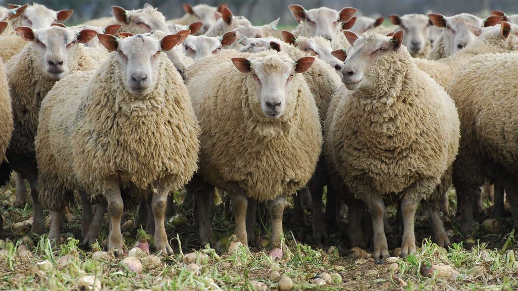 Livestock sector wants Brexit transition period to protect domestic produce Livestock sector wants Brexit transition period to protect domestic produce