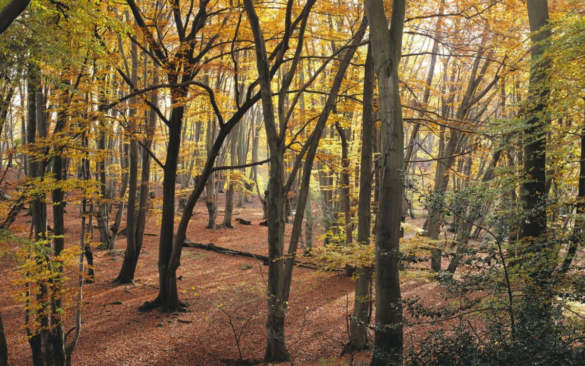 Brexit offers forestry opportunity for land projects, says CLA Brexit offers forestry opportunity for land projects, says CLA