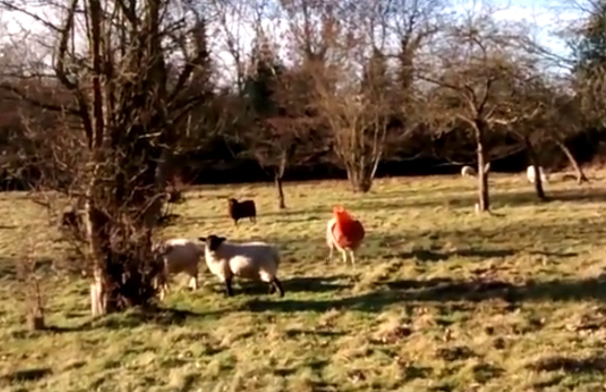 RSPCA finds sheep with cone trapped on its head RSPCA finds sheep with cone trapped on its head
