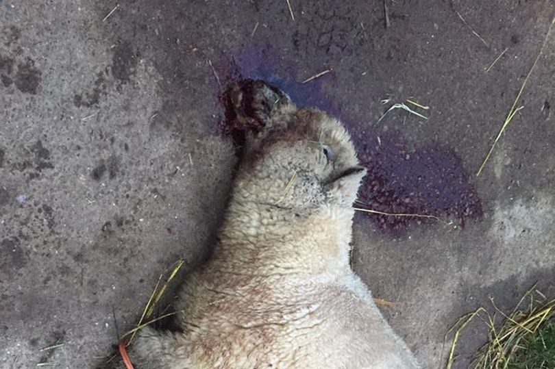 Pregnant sheep put down after 'horrific' dog attack in Leicestershire Pregnant sheep put down after 'horrific' dog attack in Leicestershire