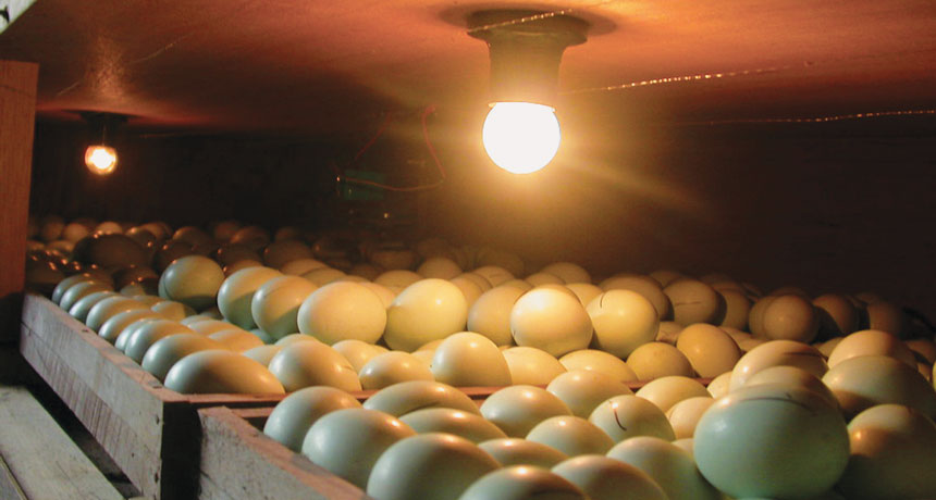 Incubating eggs in hours of light makes chicks less frightful, scientists find Incubating eggs in hours of light makes chicks less frightful, scientists find