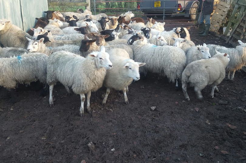 The flock of sheep that police believe was stolen (Photo: North Yorkshire Police)