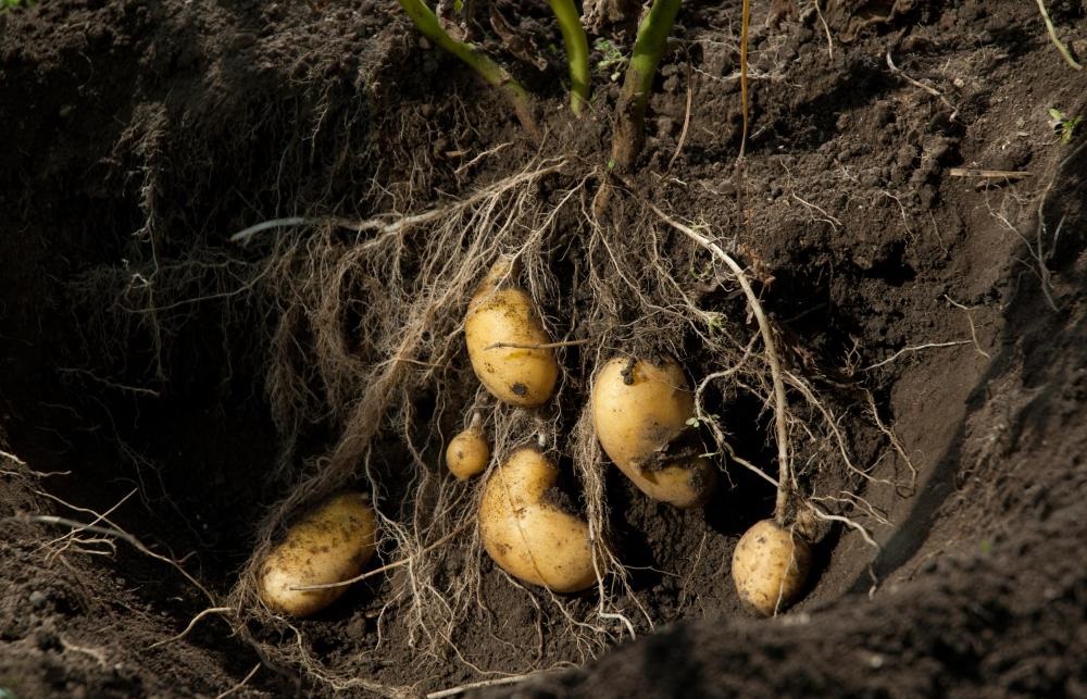 Potato farmers facing payment penalties of up to 30 per cent with 'little or no explanation' Potato farmers facing payment penalties of up to 30 per cent with 'little or no explanation'