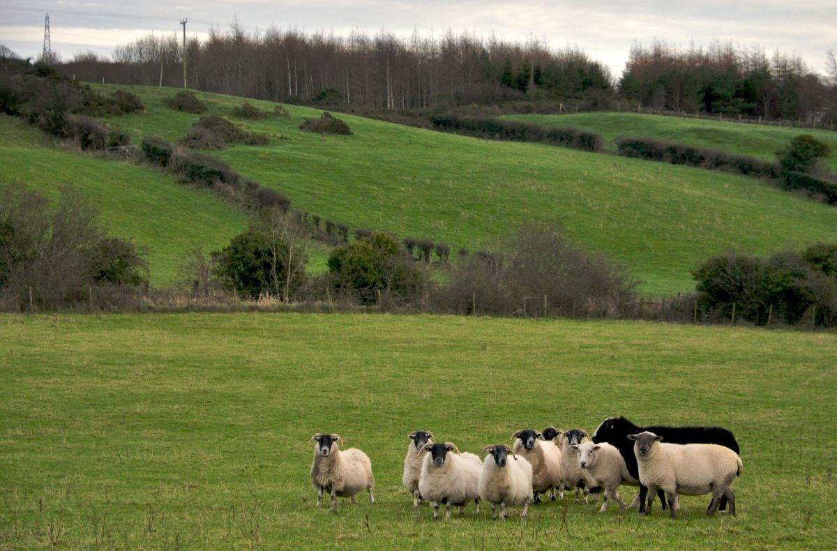 Marks and Spencer commits to supplying 100 per cent Scotch lamb this year Marks and Spencer commits to supplying 100 per cent Scotch lamb this year