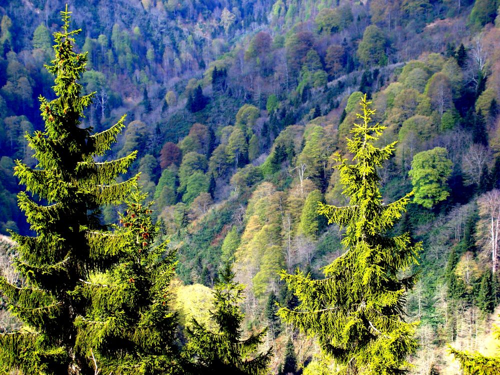 An industry worth half a billion: Wales launches forestry inquiry An industry worth half a billion: Wales launches forestry inquiry