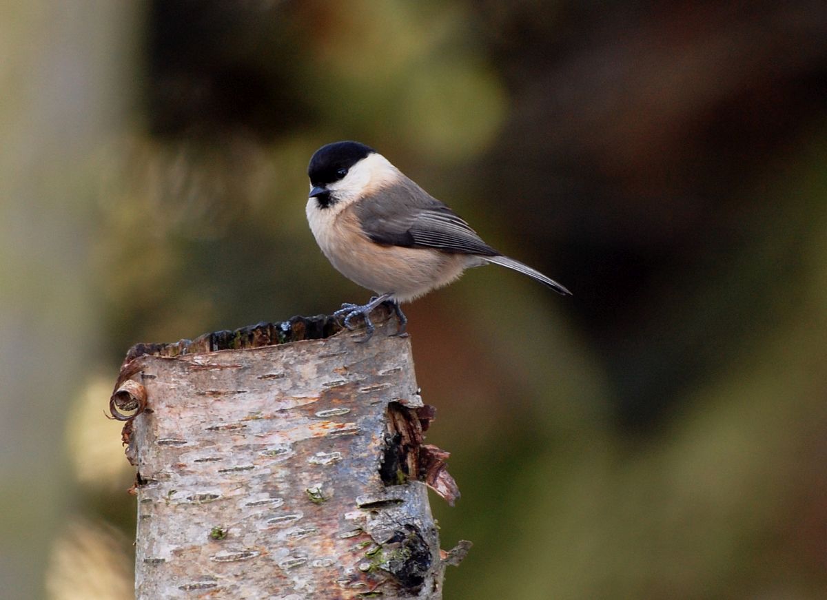 Landowners and farmers help to extend protection for mid Cornwall’s wildlife-rich landscape Landowners and farmers help to extend protection for mid Cornwall’s wildlife-rich landscape
