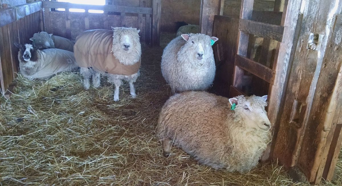 Targeting Use Of Limited Straw Bedding, Helping farmers in Scotland