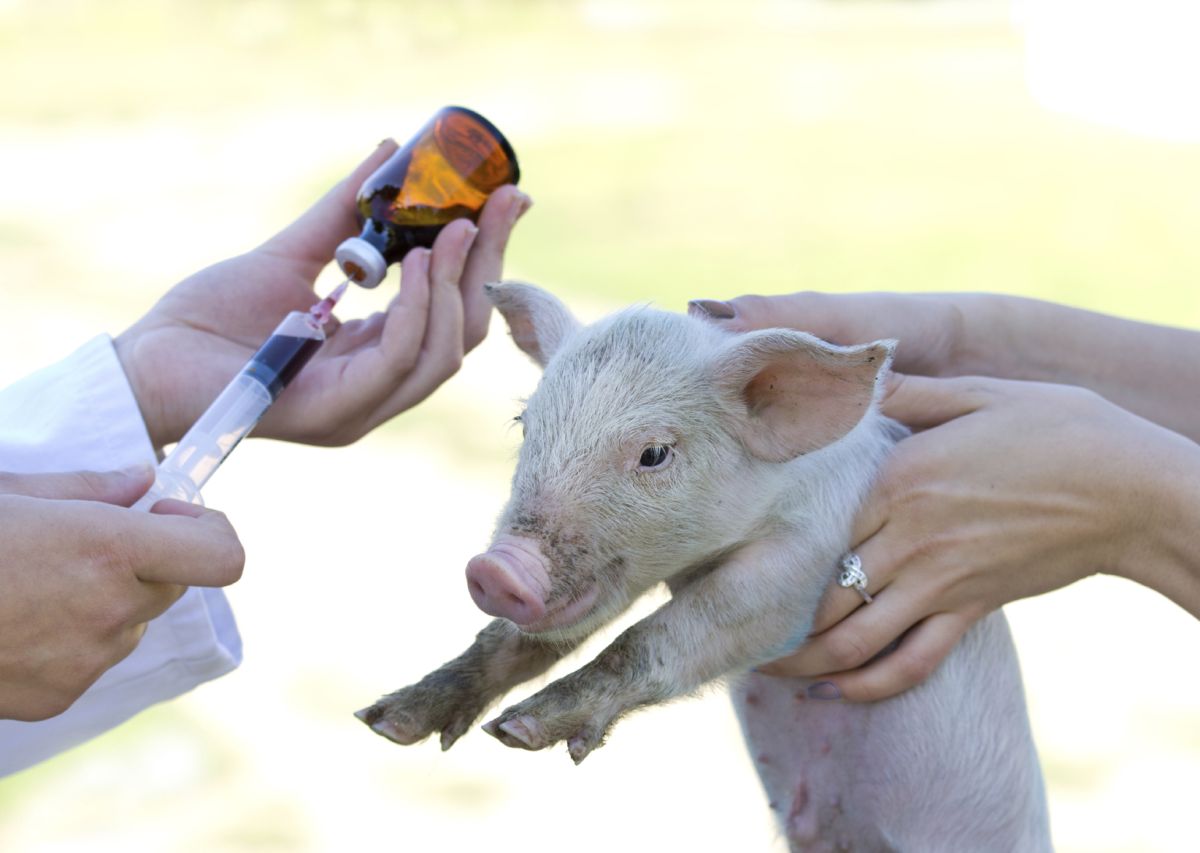 Soil Association's antibiotic campaign met with 'surprise and disappointment' by RUMA over fears of divisiveness Soil Association's antibiotic campaign met with 'surprise and disappointment' by RUMA over fears of divisiveness