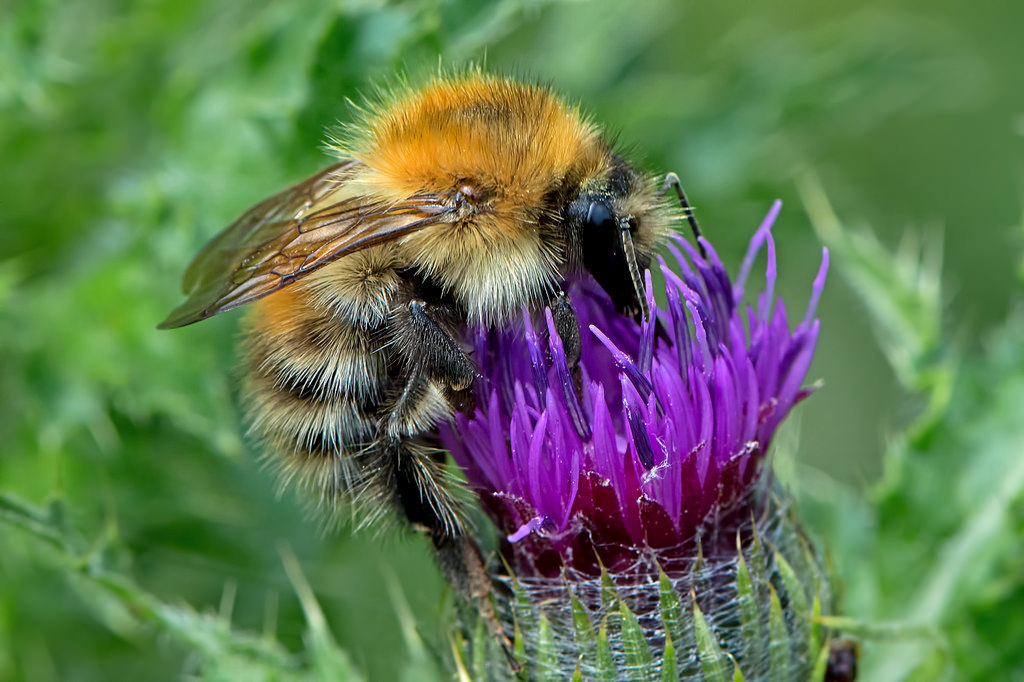 Flower-rich habitats on farmland increase survival of bumblebee families, new study says Flower-rich habitats on farmland increase survival of bumblebee families, new study says