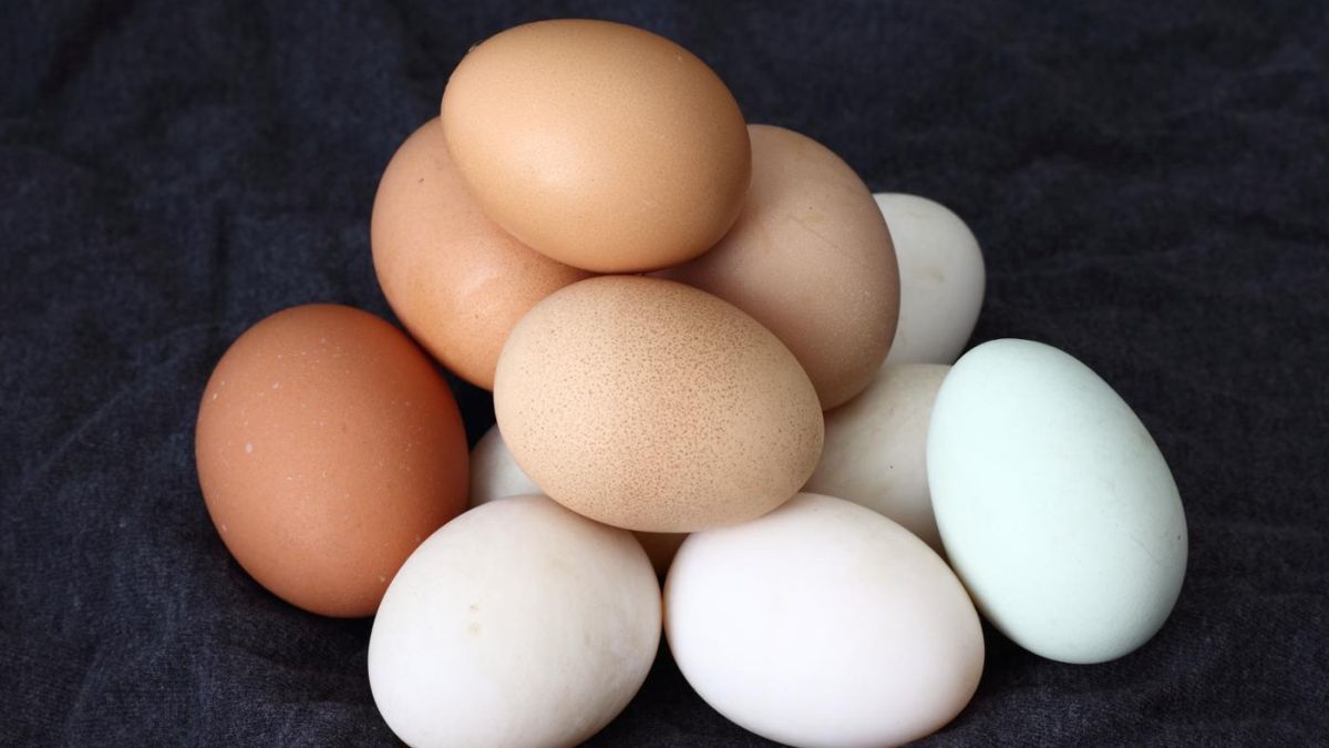 Scientists to use low-cost manufacturing of new animal medicines using chicken eggs Scientists to use low-cost manufacturing of new animal medicines using chicken eggs