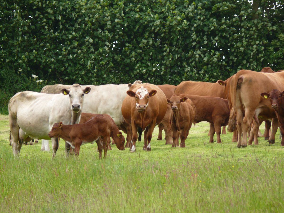 English suckler herds encouraged to improve genetics with new AHDB initiative English suckler herds encouraged to improve genetics with new AHDB initiative