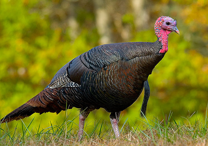 Turkey producer Bernard Matthews' workers 'feel betrayed and let down' after 128 jobs axed Turkey producer Bernard Matthews' workers 'feel betrayed and let down' after 128 jobs axed