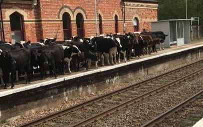 Cows cause delays on train line in Kent by gathering on the platform Cows cause delays on train line in Kent by gathering on the platform