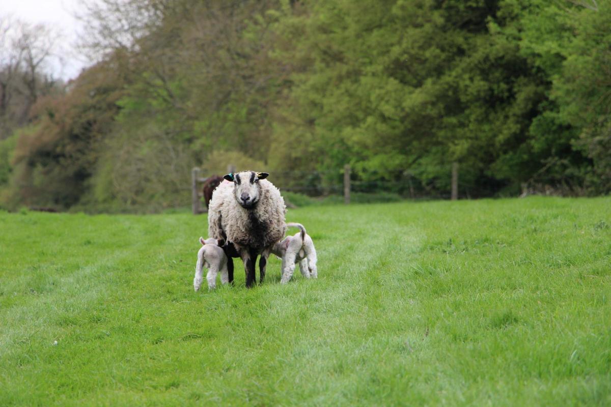Wildlife Trust raises £240,000 to manage working-farm of conservation interest Wildlife Trust raises £240,000 to manage working-farm of conservation interest