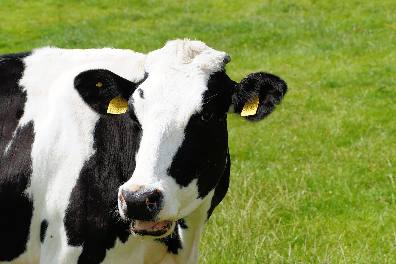 Eating dairy does not raise risk of death, study finds Eating dairy does not raise risk of death, study finds