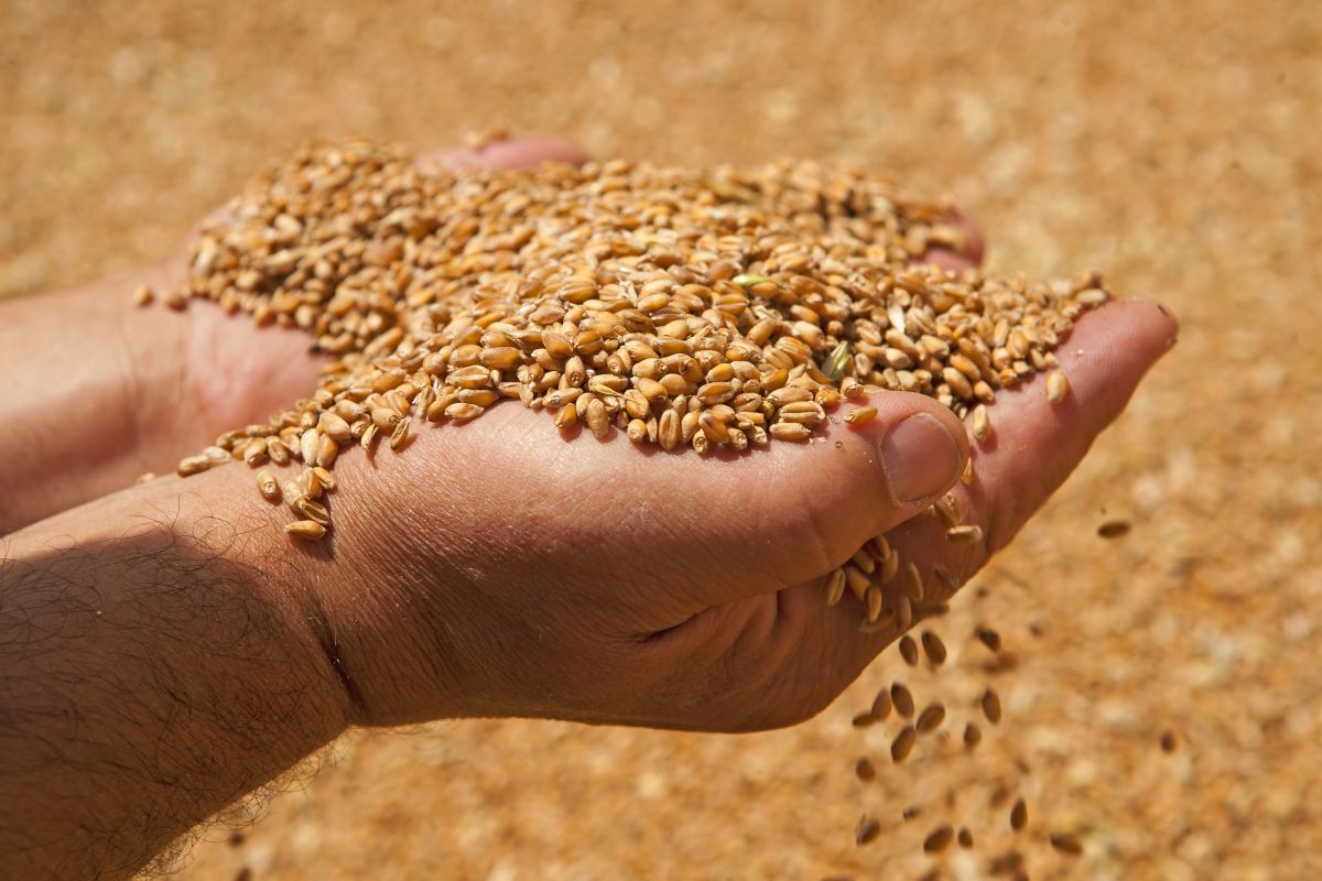 Farmers owed money by Wellgrain to get few pence in every pound Farmers owed money by Wellgrain to get few pence in every pound