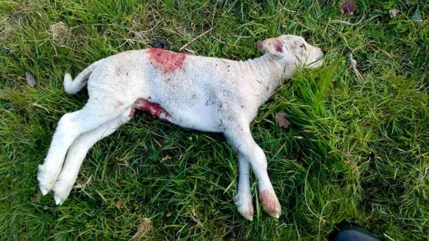 26 one-week-old lambs die due to savage dog attack near Reading 26 one-week-old lambs die due to savage dog attack near Reading