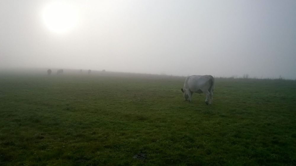 Researchers shine new light on important chapter of British farming Researchers shine new light on important chapter of British farming