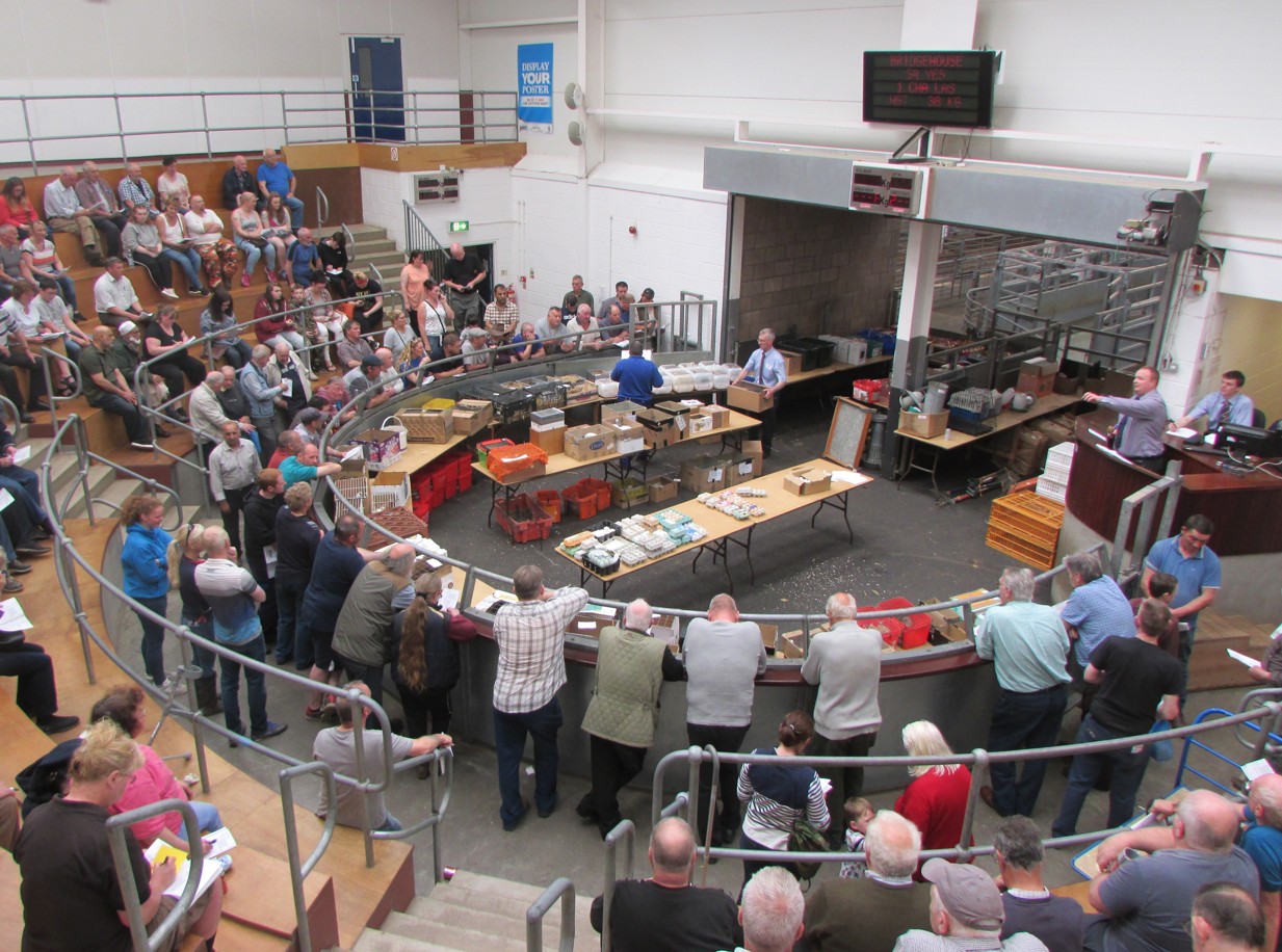 Encouraging start for poultry sales as avian flu restrictions lifted Encouraging start for poultry sales as avian flu restrictions lifted