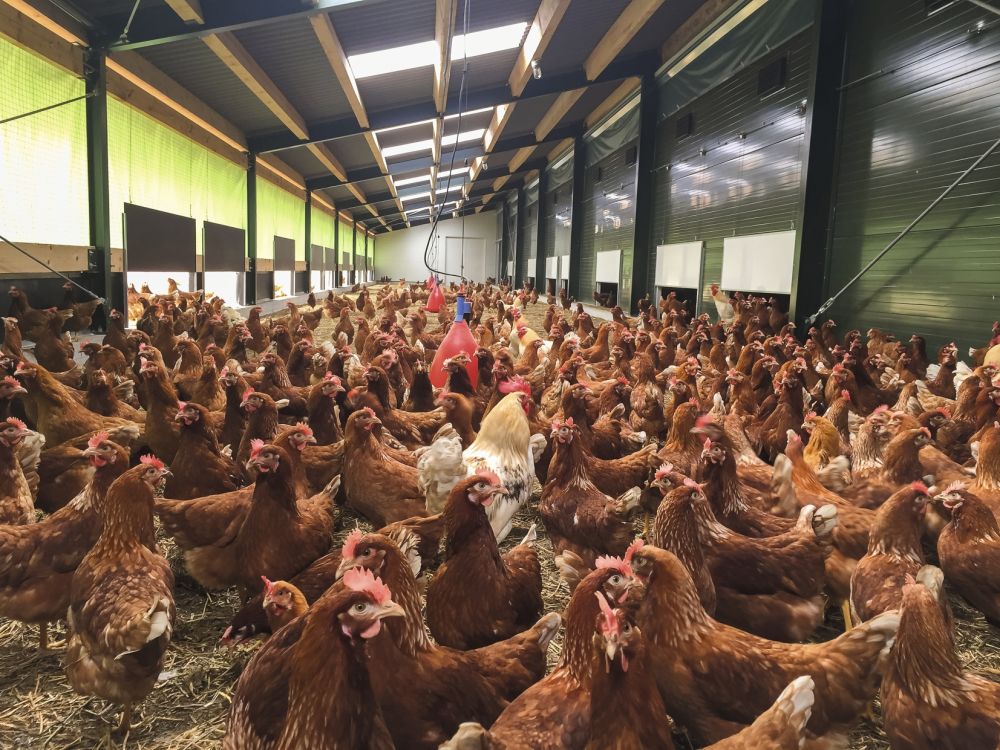 Industry body submits proposal for Europe to protect free range egg status Industry body submits proposal for Europe to protect free range egg status