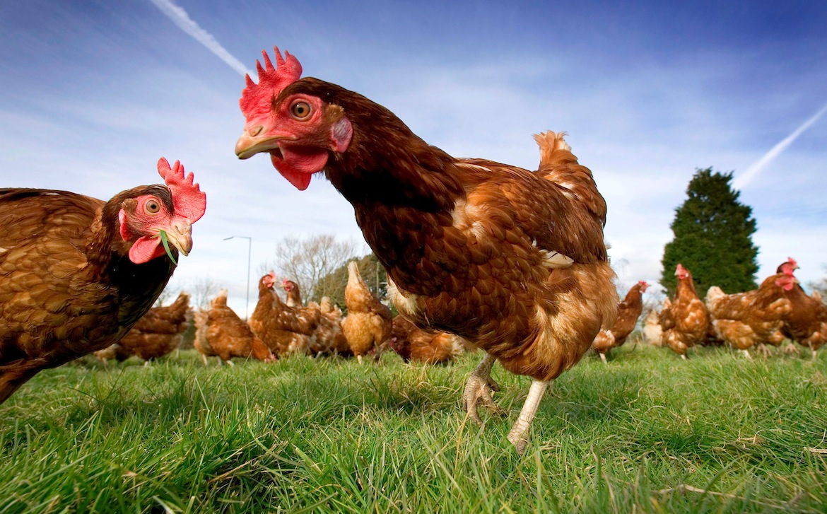 Local residents object to 112,000 capacity egg farm in Cornwall Local residents object to 112,000 capacity egg farm in Cornwall