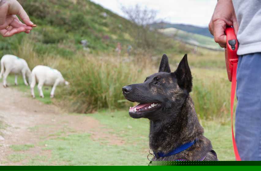 Police 'not responding effectively' to dog attacks on livestock, says NSA chief Police 'not responding effectively' to dog attacks on livestock, says NSA chief