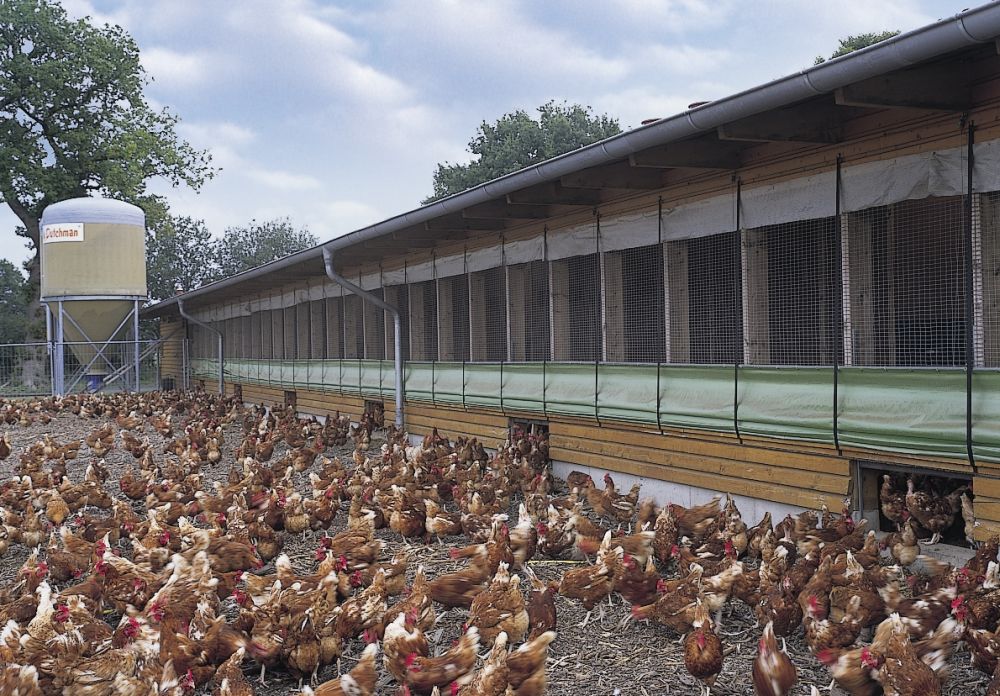 EU's approach to free range eggs could lead to shortage, sector warns EU's approach to free range eggs could lead to shortage, sector warns