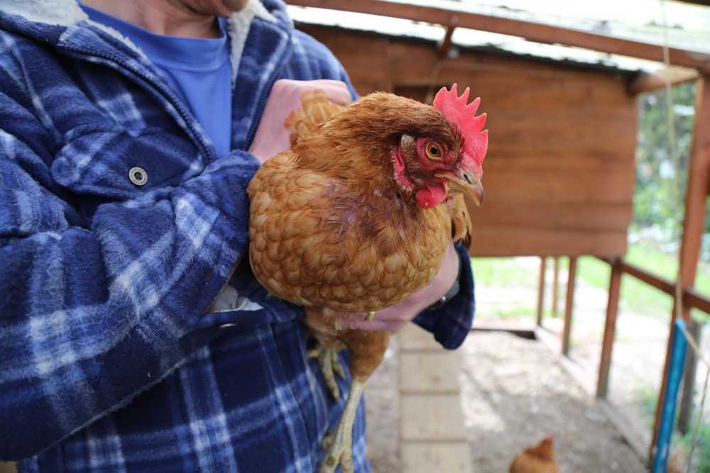 Hens providing relief to those suffering mental health issues Hens providing relief to those suffering mental health issues