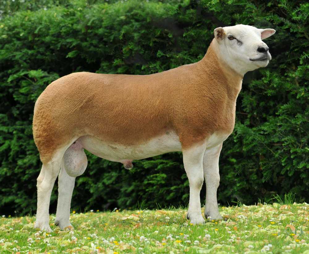 Breeders to spot top ranking rams with new identifiers Breeders to spot top ranking rams with new identifiers