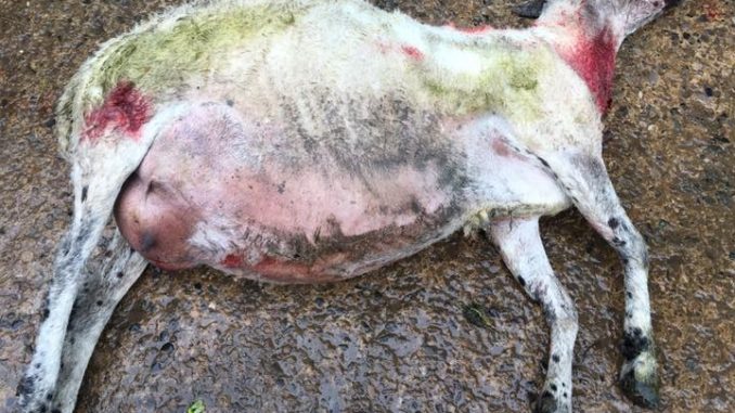 Sheep attack in North Yorkshire leaves one dead Sheep attack in North Yorkshire leaves one dead