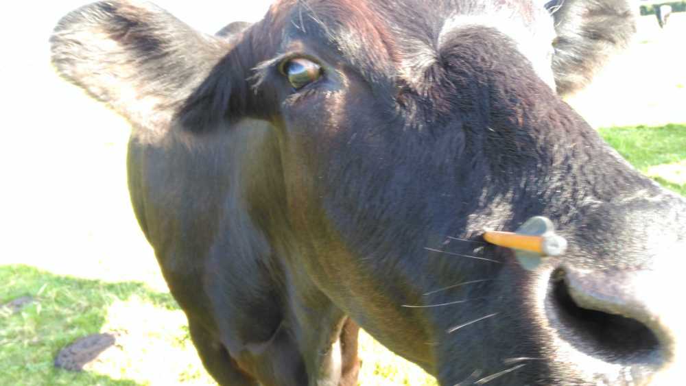 Cow shot in the face by a crossbow - police seeking information Cow shot in the face by a crossbow - police seeking information