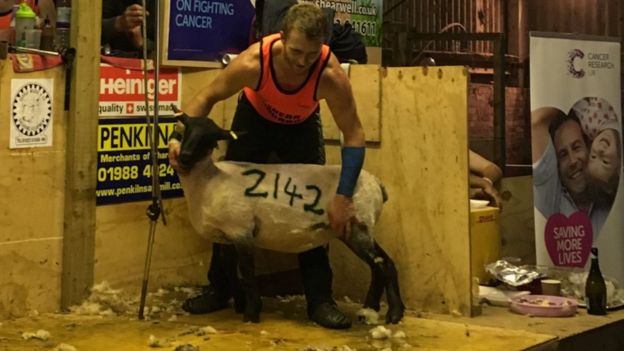 Sheep shearer tackles 2000 sheep in 50-hour marathon challenge Sheep shearer tackles 2000 sheep in 50-hour marathon challenge