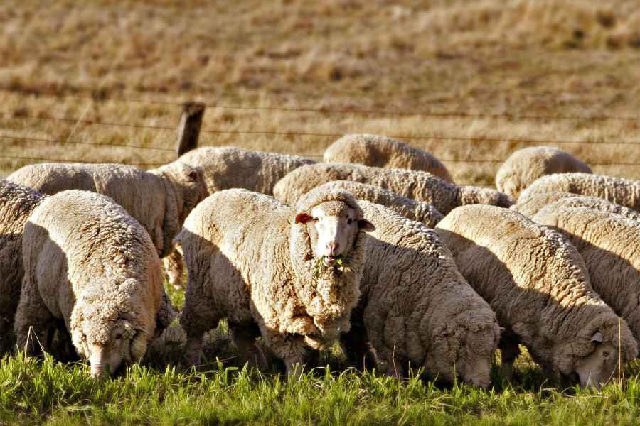GM sheep infected with Huntington's disease to provide scientists with answers GM sheep infected with Huntington's disease to provide scientists with answers