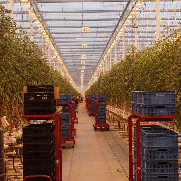Campaign launched to adopt lean principles in horticulture Campaign launched to adopt lean principles in horticulture