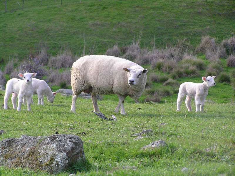 Ten lambs stolen in Yorkshire as police warn of increasing number of livestock crimes Ten lambs stolen in Yorkshire as police warn of increasing number of livestock crimes