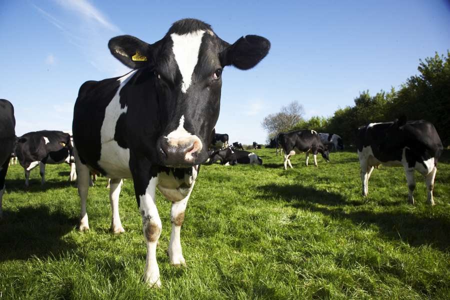 Dairy Crest raises milk price by 1 pence per litre from September Dairy Crest raises milk price by 1 pence per litre from September