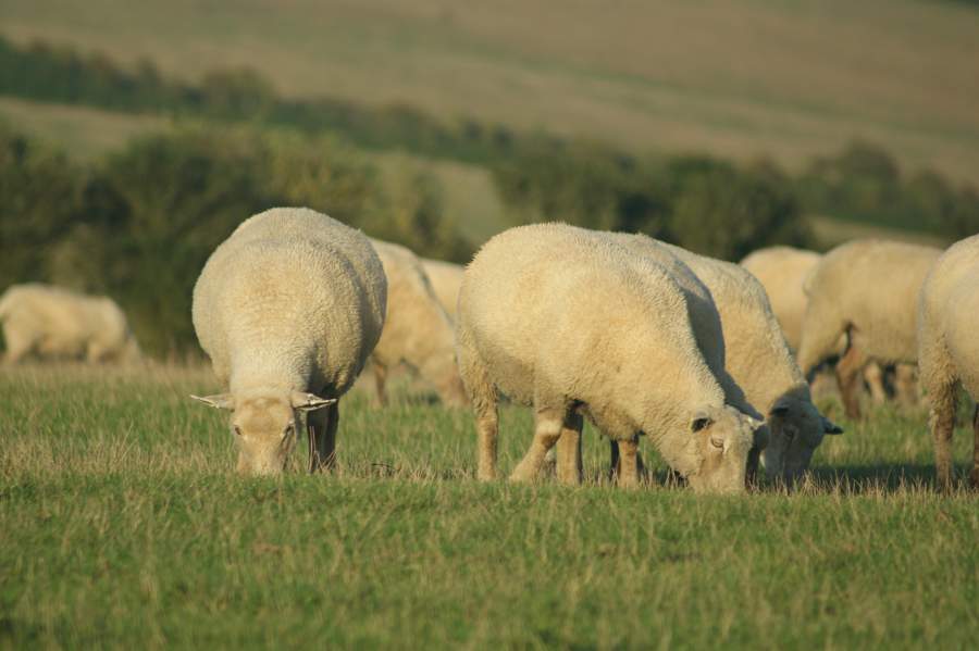 Eleven sheep carcasses found dumped on Oxfordshire farm Eleven sheep carcasses found dumped on Oxfordshire farm
