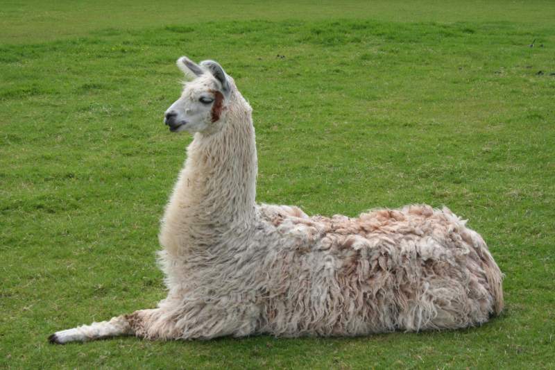 Farmers could be given free llamas to protect sheep against lynx Farmers could be given free llamas to protect sheep against lynx