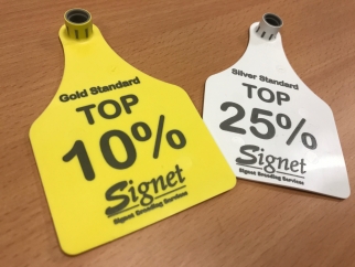 New gold and silver tags for rams to show farmers top genetic quality New gold and silver tags for rams to show farmers top genetic quality