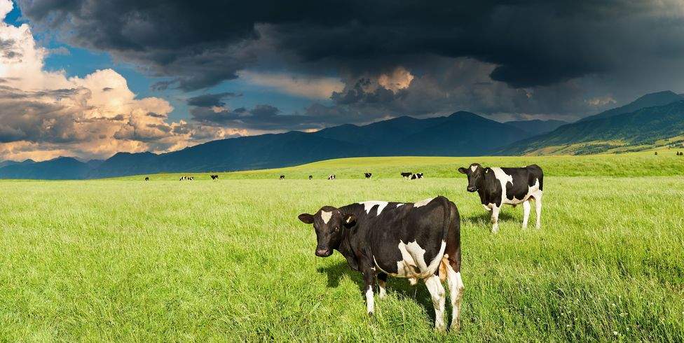 Wet weather sees farmers struggle to meet dairy production estimates Wet weather sees farmers struggle to meet dairy production estimates