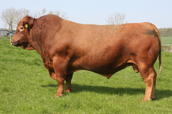Stabilisers to fulfill French demand for UK beef genetics Stabilisers to fulfill French demand for UK beef genetics