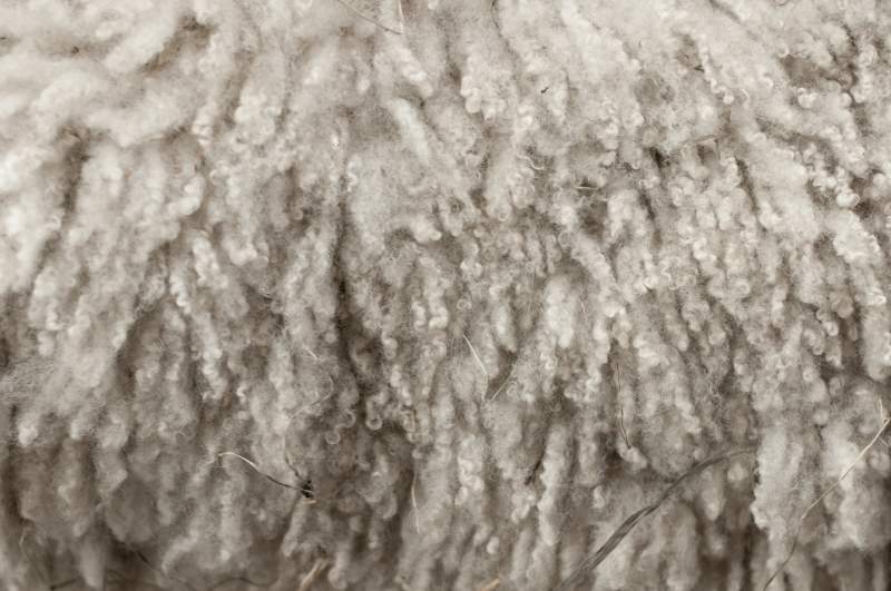Kent Wool Growers in administration after hundred years of trading Kent Wool Growers in administration after hundred years of trading