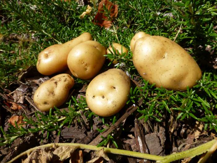 Potato farmers urged to consider safety as new initiative launched Potato farmers urged to consider safety as new initiative launched