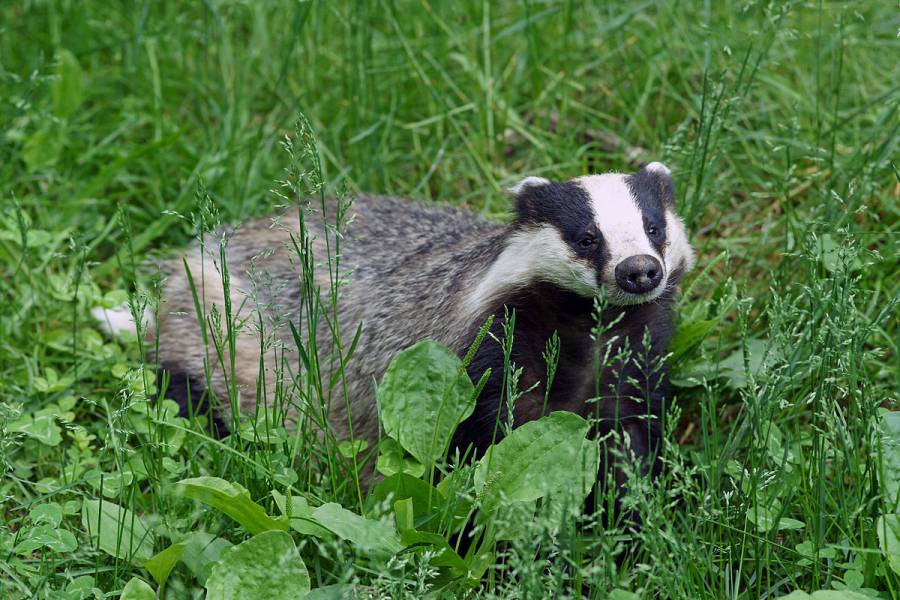 Cheshire East Council bans badger culling on land Cheshire East Council bans badger culling on land